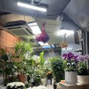 삼일플라워카페