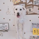 알콩달콩 애견미용실 이미지