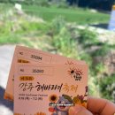 함안해바라기축제 강주해바라기마을 여름 여행 후기 개화현황·입장료·주차 총정리