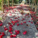 중산간동로 이미지