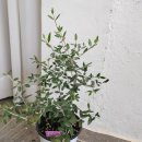 올리브나무 이미지