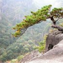 잎새바람 이미지