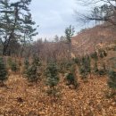 연일공원 이미지