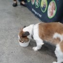 (주)베러펫 이미지