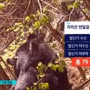 cctv에 찍힌 지리산 반달곰 이미지