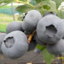 산막골 농장 이미지