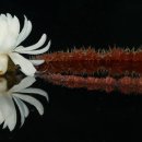 함양토종약초시장 이미지