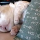 뽀시래기 이미지