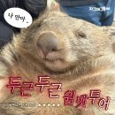 단비농장 | [최신 여행 후기 모음] 웜뱃 : 나 안아 .. 서든 하이랜드 + 타랄가 동물원 투어