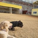 그루비독 이미지