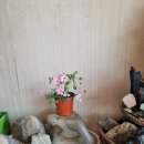 오렌지문 이미지