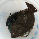 돌고래회수산 이미지