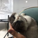 실버문헤어 이미지