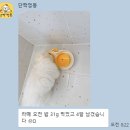 단짝멍몽 이미지