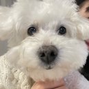 엥? 5월이 돼서 올리는 3월 일상이 있다고?(다이어트, 오니츠카타이거 멕시코 66, 기아타이거즈, 카페...