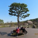 벚꽃 만개한 안산 노적봉폭포공원 이미지