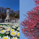 홍매화 | 서울 봉은사 홍매화 실시간 후기 강남 데이트 가볼만한곳
