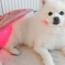 닥터.큐