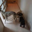 텐시퍼피 이미지