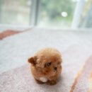 슈슈퍼피 이미지