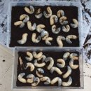 빵두
