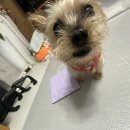 다대동물병원 이미지