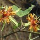 패션플라워 '선버스트'(Passiflora 'Sunburst') 이미지