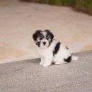 앨리스코리아켄넬 이미지