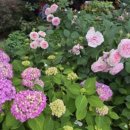 배롱나무집 이미지