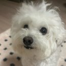 오늘뿐이개 이미지