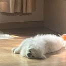 퍼피앤맘 이미지