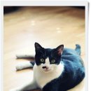 고양이이야기 이미지