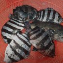 낙동남로 이미지