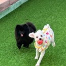 고려애견 이미지