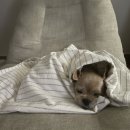 이향애견살롱 | [2023년10월]돼지런한 한달.