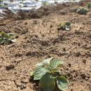 한구농장 이미지