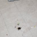 위너크린 이미지