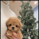 강아지,반하다 이미지