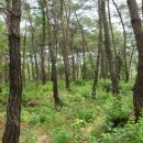 한반도뗏목마을 이미지