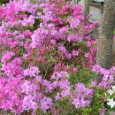 이태원초교 이미지