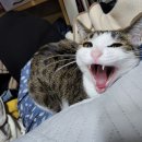 연수센터 고양이(사진없음) 이미지