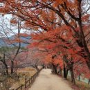 진산화훼 이미지