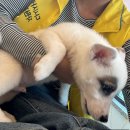 다시사랑받개 | 서울 유기견 봉사 추천🐶 | 다시사랑받개 봉사 후기