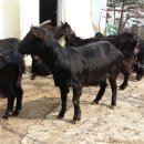 토종흑염소 이미지