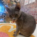 집사의하루 혜화점 이미지