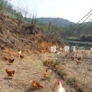 버들샘농장 이미지