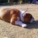 지리산구름정원 이미지