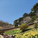 열린목장 | [서산] 4월 13일 실시간 유기방가옥 수선화 웰빙한우목장 벚꽃 터널 개화 현황 당일치기 방문 후기 꿀팁...