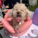 정후농장 | 펫타스틱 페스티벌 멍양갱 일요일 다녀온 후기 (feat. 정후루, 김솜, 킹율)