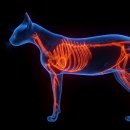 그레이스 고양이 병원 이미지